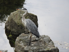 Ardea cinerea