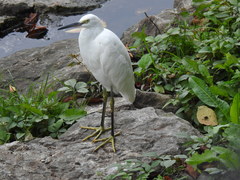 Egretta garzetta