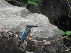 Alcedo atthis