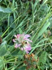 Trifolium pratense