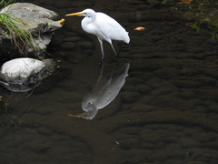 Ardea alba