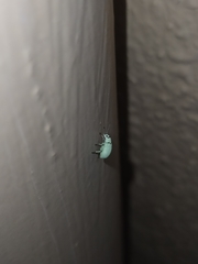 Myllocerus undecimpustulatus