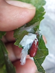 Durrantia piperatella