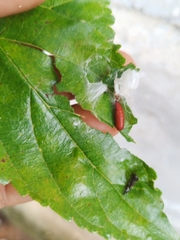 Durrantia piperatella