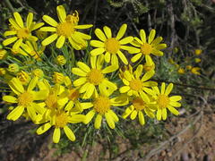Euryops rehmannii