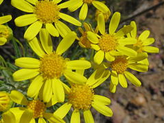 Euryops rehmannii