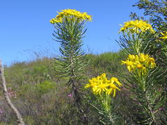 Euryops rehmannii