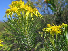 Euryops rehmannii