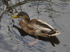 Anas platyrhynchos × zonorhyncha