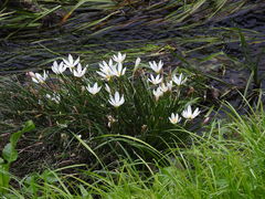 Zephyranthes candida