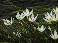 Zephyranthes candida