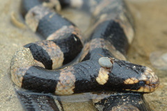 Amblyomma laticaudae