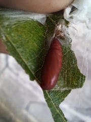 Durrantia piperatella