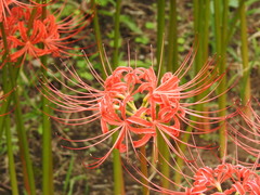 Lycoris radiata