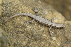 Cryptoblepharus novocaledonicus