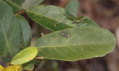 Salacia kraussii