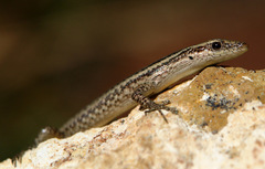 Cryptoblepharus novocaledonicus