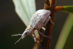 Elytrocallus lapeyrousei