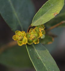Salacia kraussii