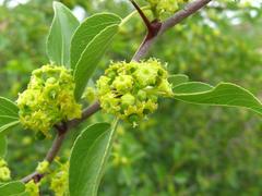 Ziziphus mucronata image