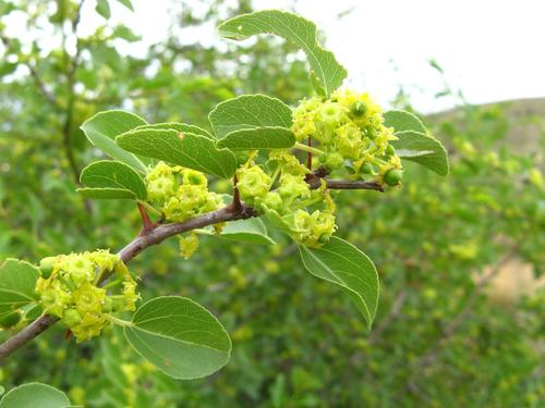 Ziziphus mucronata subsp. mucronata image