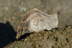 Isognomon ephippium