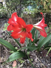 Hippeastrum