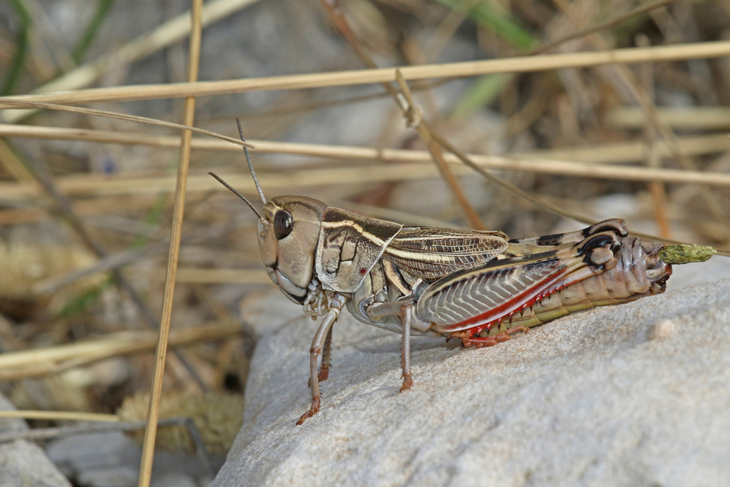 Provence Banded Grasshopper