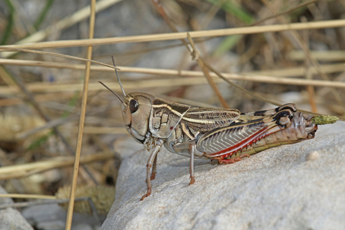 Provence Banded Grasshopper