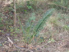 Cycas indica