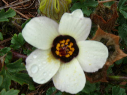 flower-of-an-hour