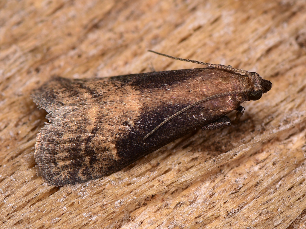 Euzophera