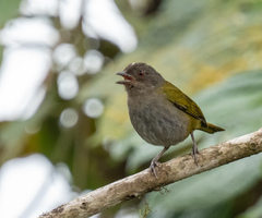 Chlorospingus semifuscus
