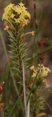 Struthiola mundii