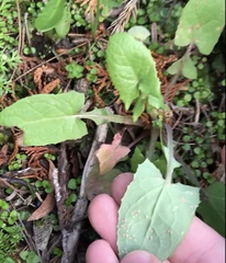 Miyagia pseudosphaeria