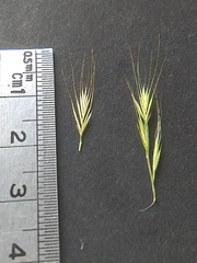 Festuca muralis