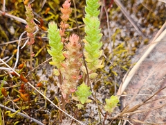 Crassula colorata