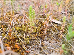 Crassula colorata