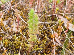 Crassula colorata