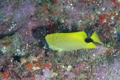 Chaetodon miliaris