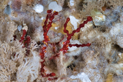 Melithaea bicolor image