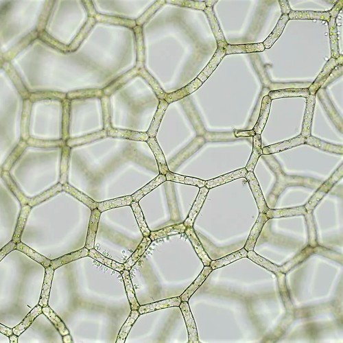Hydrodictyon