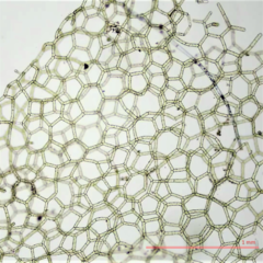 Hydrodictyon reticulatum