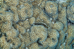 Leptastrea bewickensis