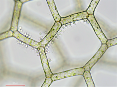 Hydrodictyon reticulatum