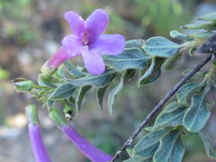 Honeybush (Freylinia vlokii)