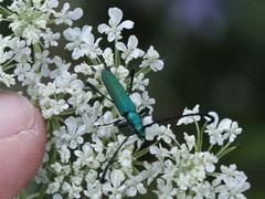 Hypocrites claviger claviger