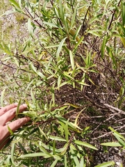 Barkleyanthus salicifolius