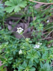 Asperula euryphylla