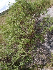 Barkleyanthus salicifolius